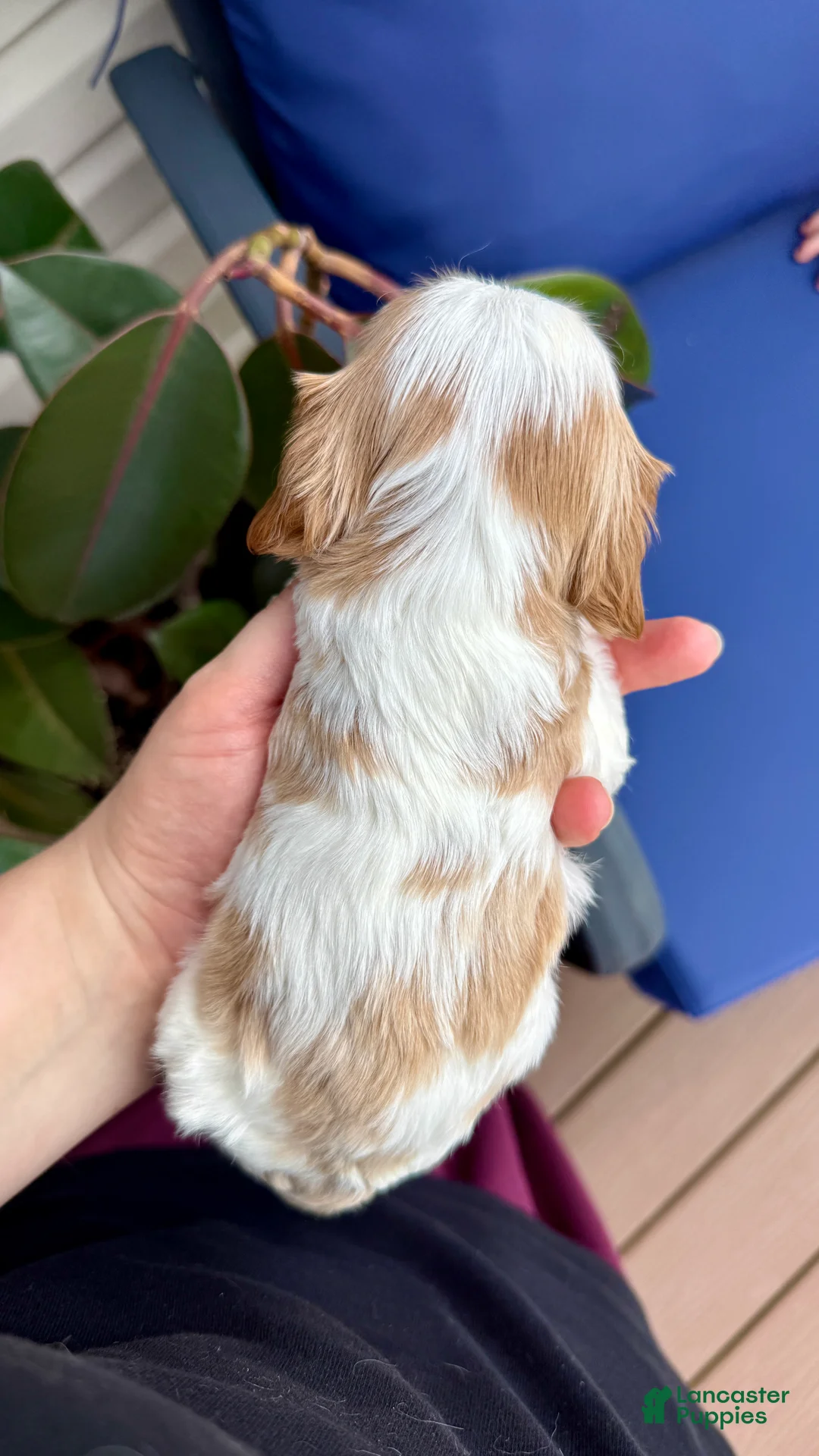 Cavalier King Charles Spaniel dogs for sale: Duke - Ad 2