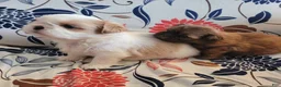 Shih Tzu dogs for sale: Shih Tzu Female - Ad 3