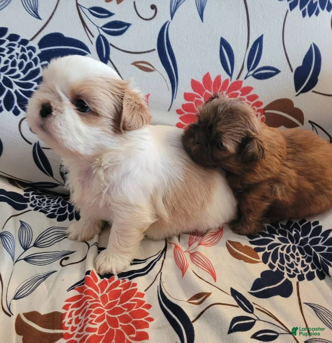 Shih Tzu dogs for sale: Shih Tzu Female - Ad 3