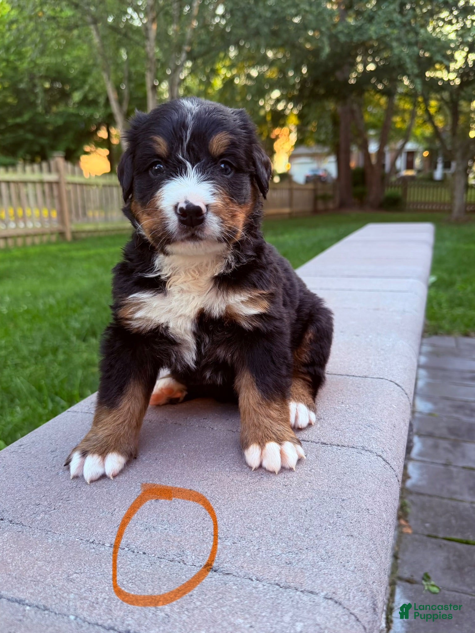Bernese Mountain Dog dogs Bernese Mountain Dog 4 - Ad 10