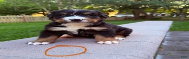 Bernese Mountain Dog 4
