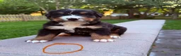 Bernese Mountain Dog dogs for sale: Bernese Mountain Dog 4 - Ad 1