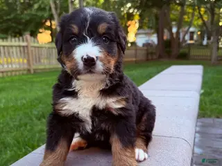 Bernese Mountain Dog dogs Bernese Mountain Dog 4 - Ad 10