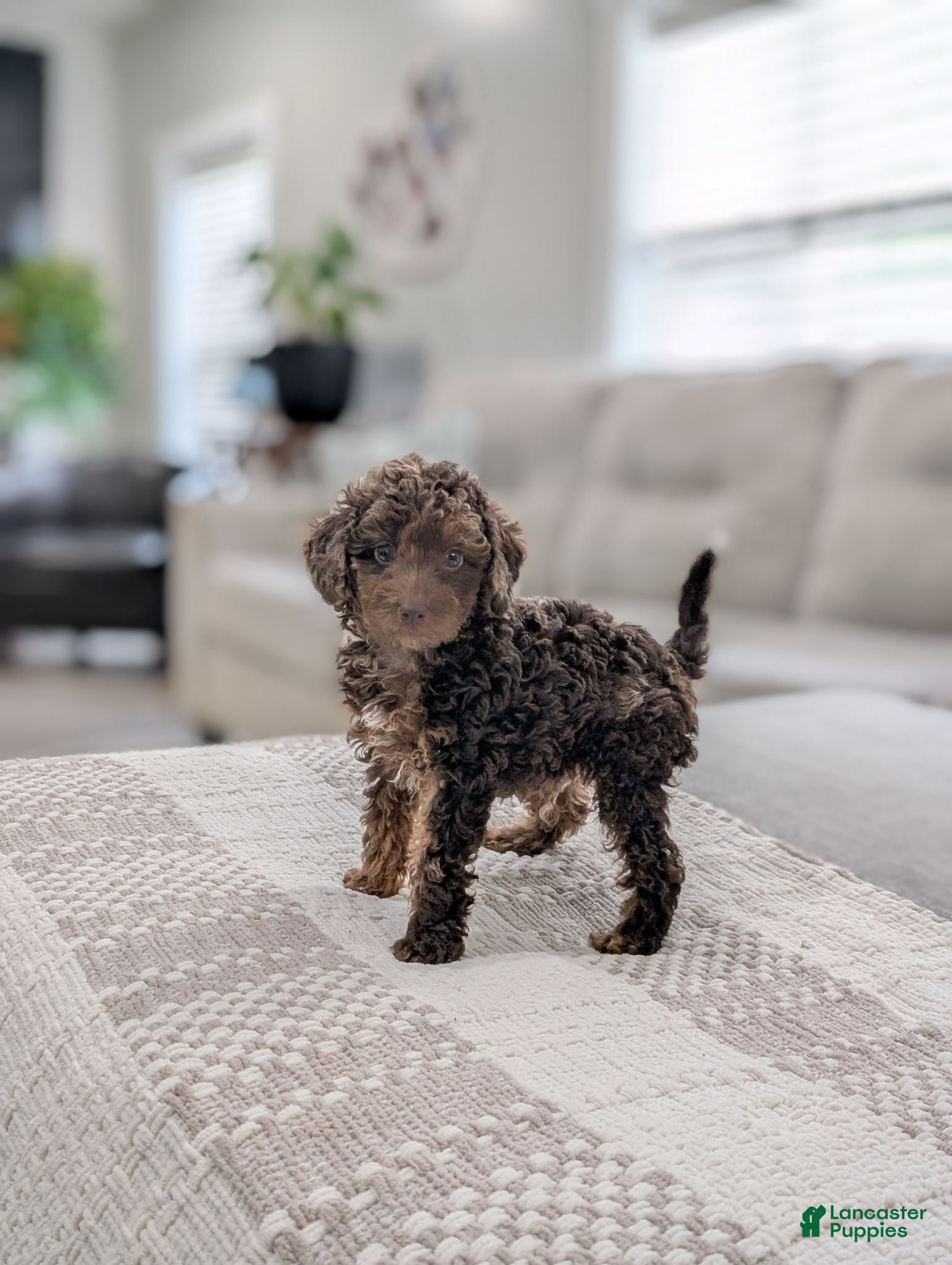 Miniature Poodle dogs AKC Maverick  - Ad 1