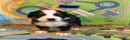 Bernese Mountain Dog dogs for sale: Blue - Ad 2
