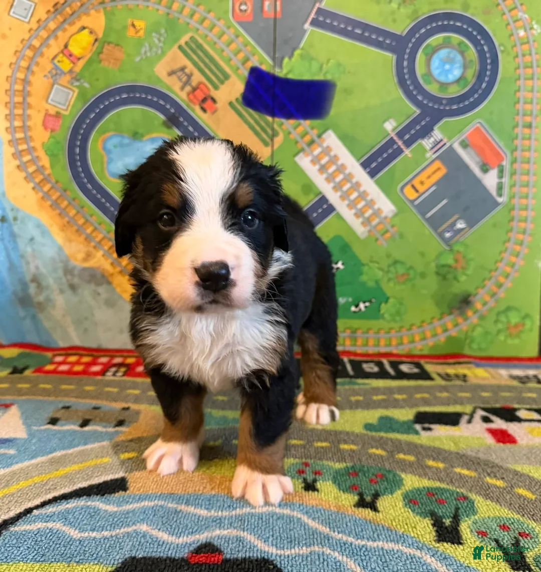 Bernese Mountain Dog dogs for sale: Blue - Ad 2
