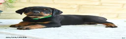 Rottweiler dogs for sale: Larry - Ad 3