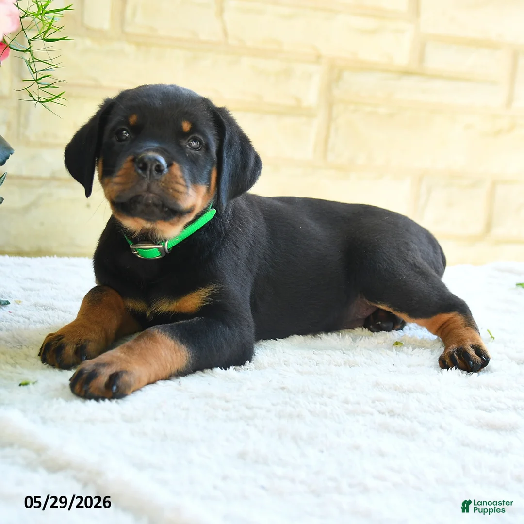 Rottweiler dogs for sale: Larry - Ad 3