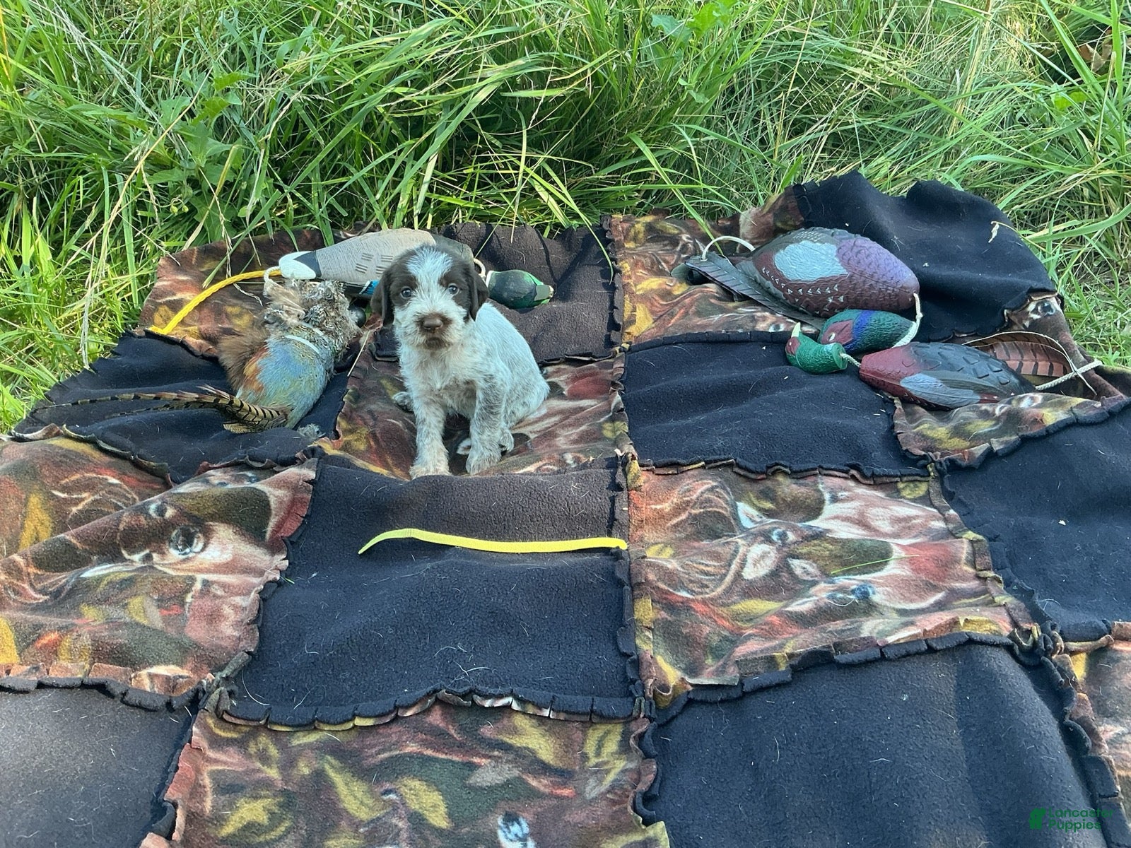 Wirehaired Pointing Griffon dogs Wirehaired Pointing Griffon Female 1 - Ad 35