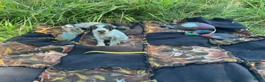 Wirehaired Pointing Griffon Female 1