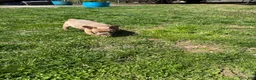 French Bulldog dogs for sale: French Bulldog Puppy 1 - Ad 4