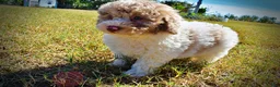 Havapoo dogs for sale: Noodles - Ad 8