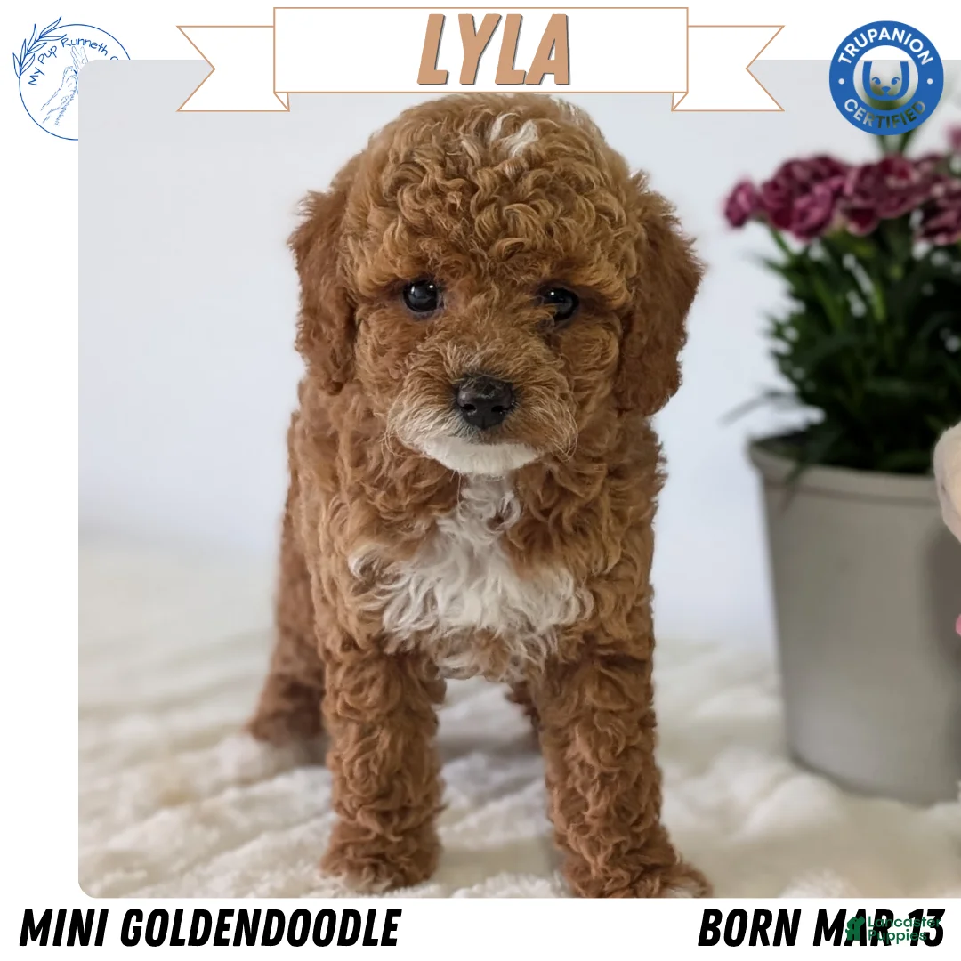 Mini Goldendoodle dogs for sale: Lyla - Ad 1
