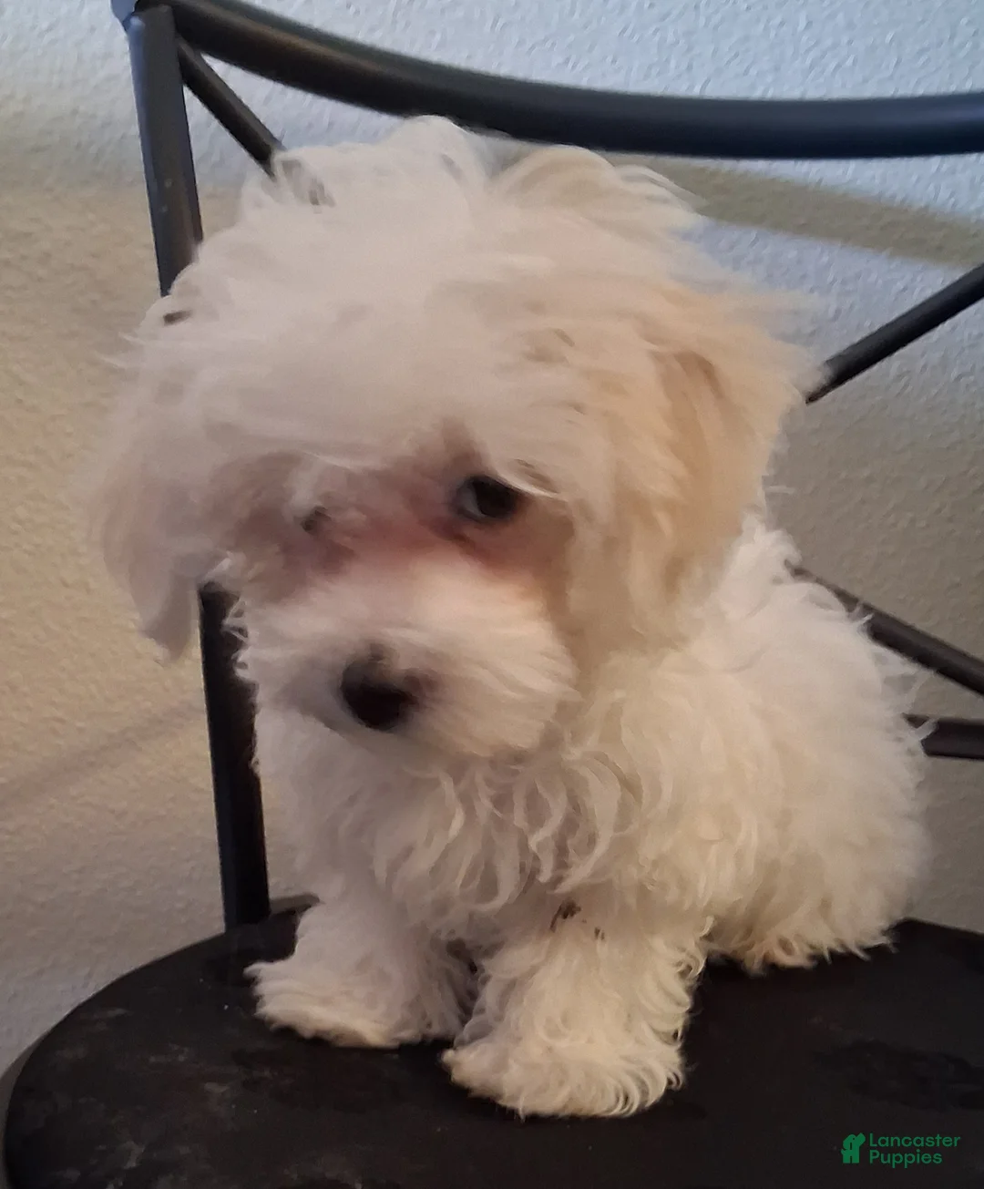 Maltipoo dogs for sale: Amos - Ad 5