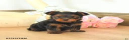 Yorkshire Terrier dogs for sale: Max - Ad 2