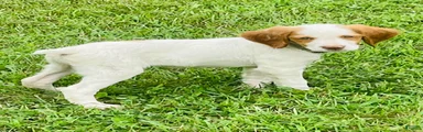 Brittany Spaniel 7
