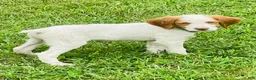 Brittany Spaniel dogs for sale: Brittany Spaniel 7 - Ad 1