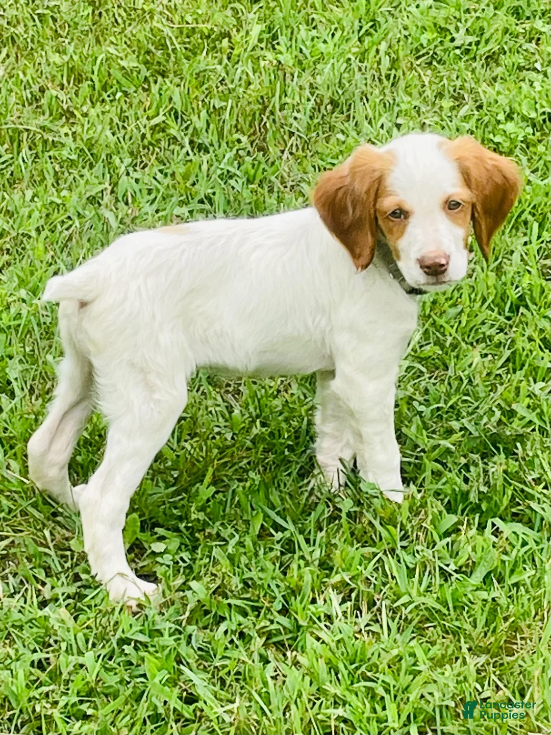 Brittany Spaniel dogs for sale: Brittany Spaniel 7 - Ad 1