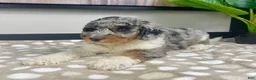 Mini Bernedoodle dogs for sale: Bonnie - Ad 2