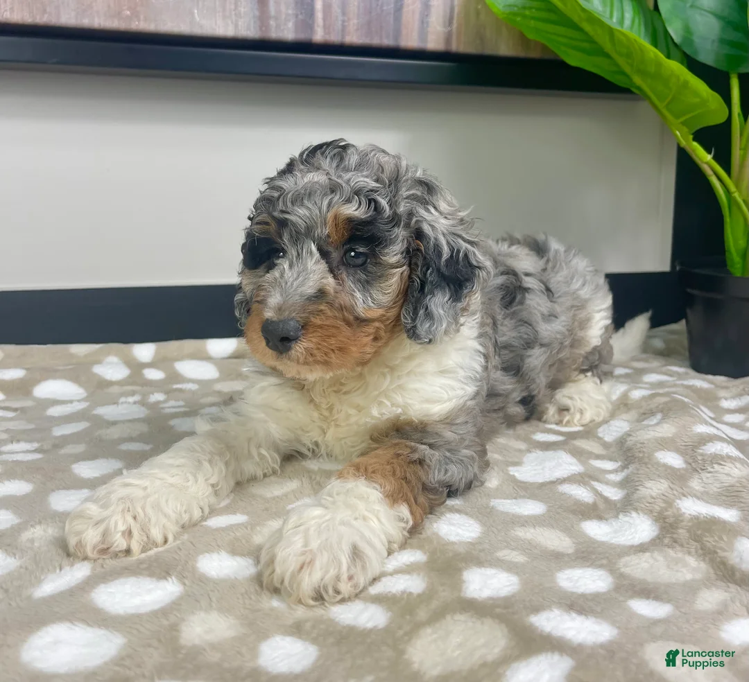 Mini Bernedoodle dogs for sale: Bonnie - Ad 2