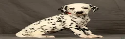 Dalmatian dogs for sale: Missy - Ad 5