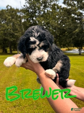 Bernedoodle dogs Brewetz - Ad 40