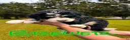 Bernedoodle dogs for sale: Brewetz - Ad 1