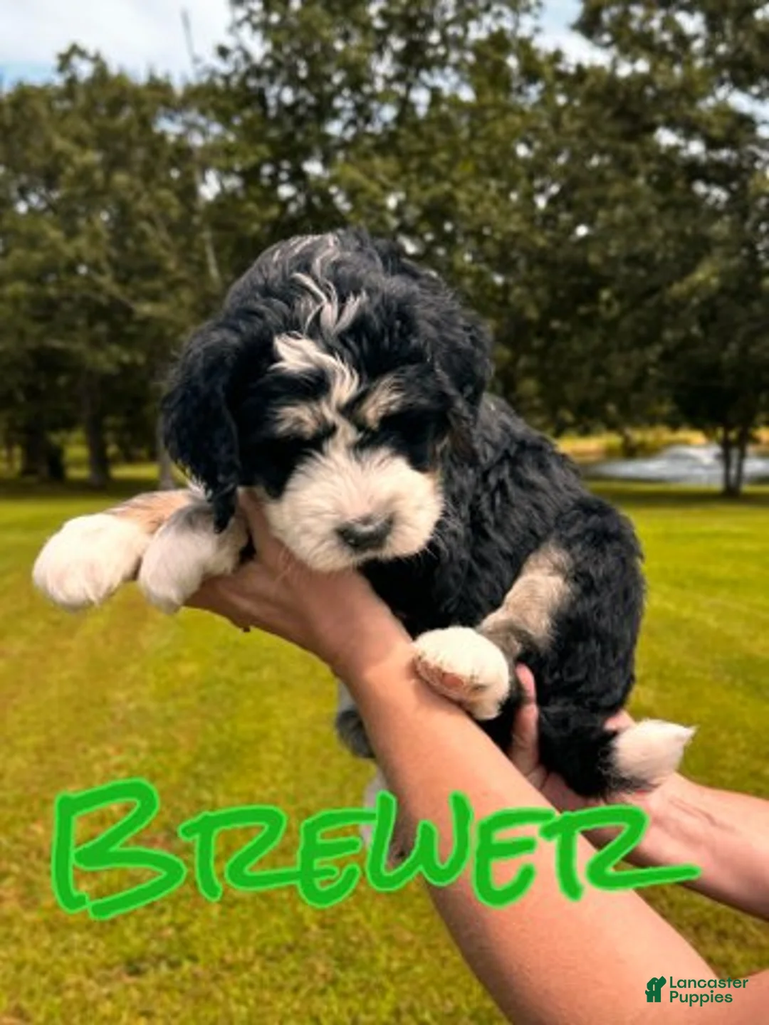 Bernedoodle dogs for sale: Brewetz - Ad 1