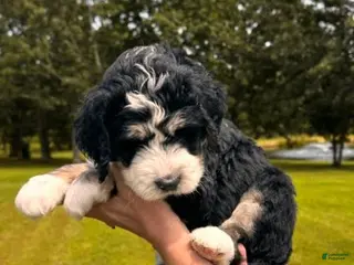 Bernedoodle dogs Brewetz - Ad 30