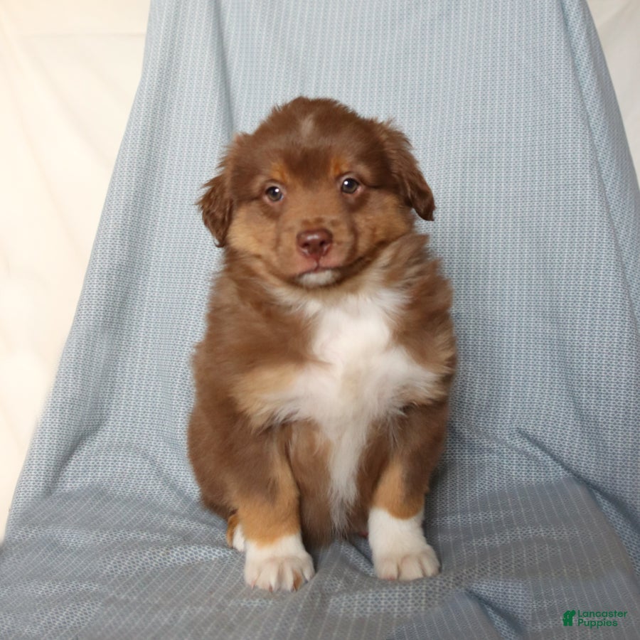 Miniature Australian Shepherd dogs Chief - Ad 1