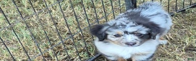Toy Australian Shepherd Puppy 2