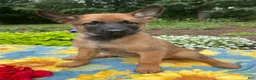 Belgian Malinois dogs for sale: Arthur - Ad 4