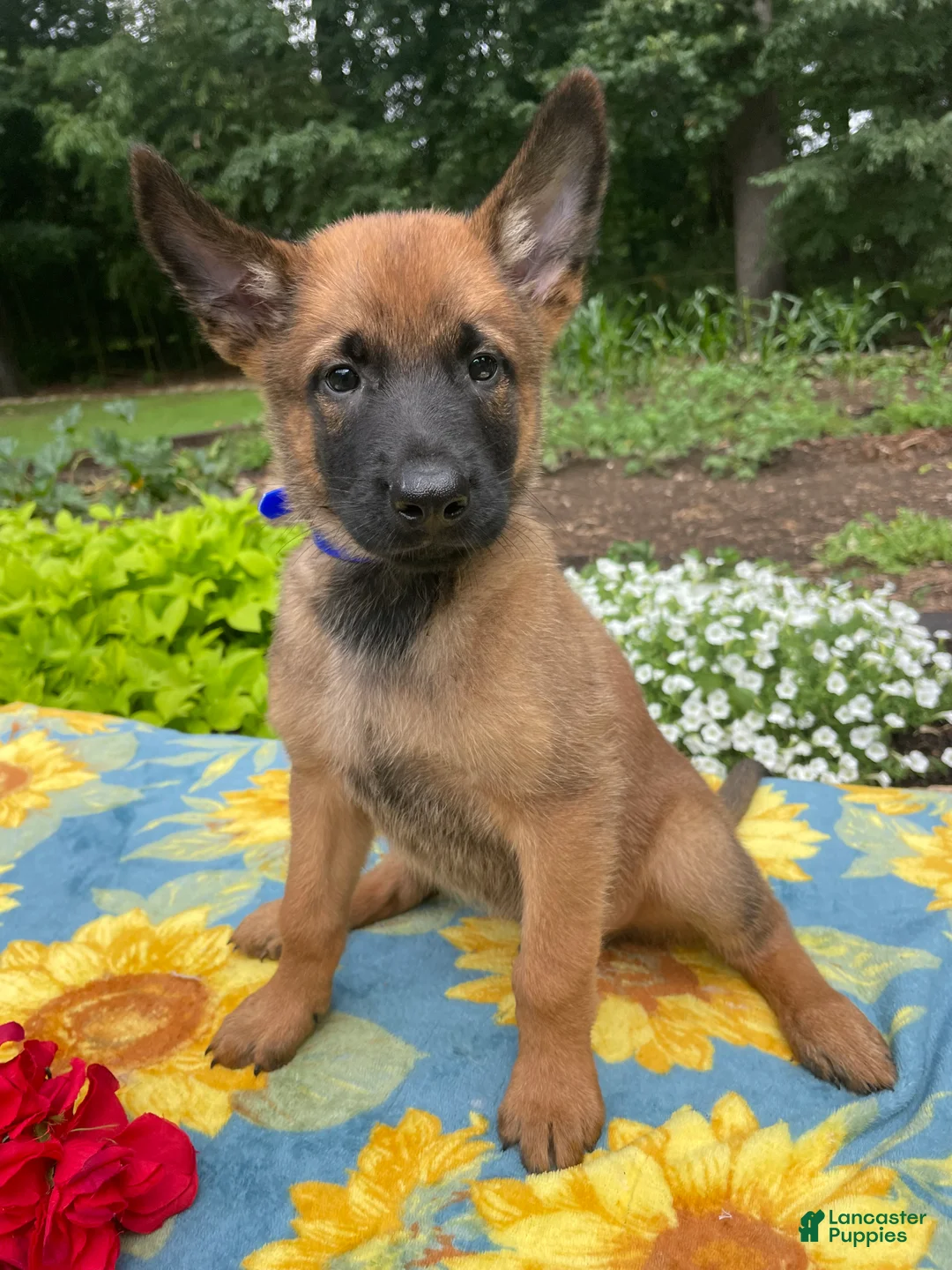Belgian Malinois dogs for sale: Arthur - Ad 4