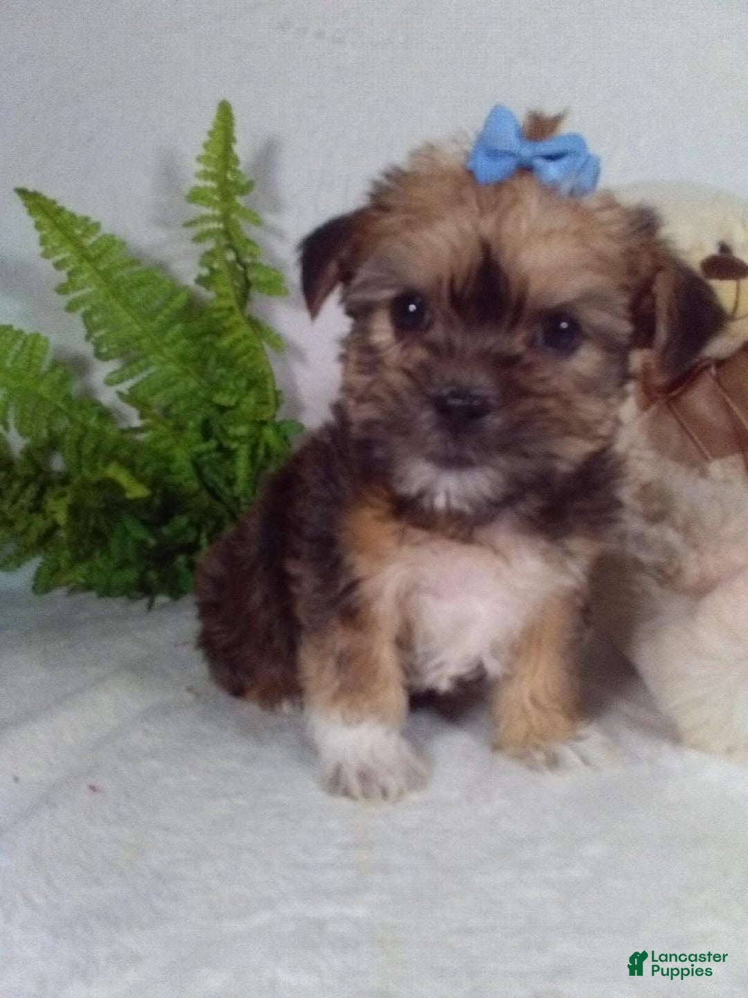 Shorkie dogs for sale: Gia - Ad 4