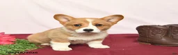 Welsh Corgi Pembroke dogs for sale: T Bone - Ad 1