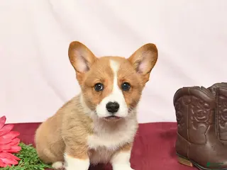 Welsh Corgi Pembroke dogs for sale: T Bone - Ad 2