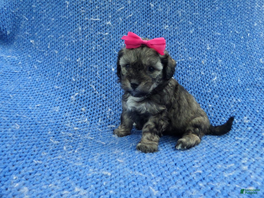 Shihpoo dogs for sale: Beth - Ad 1