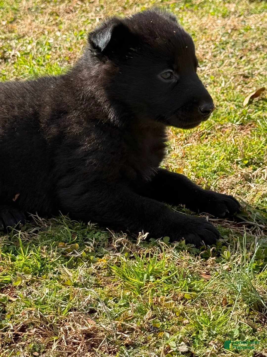 German Shepherd dogs for sale: German Shepherd Puppy 3 - Ad 2