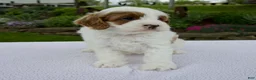 Cavapoo dogs for sale: Jack - Ad 5