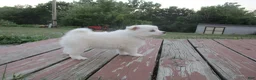 American Eskimo dogs for sale: Carlton - Ad 4