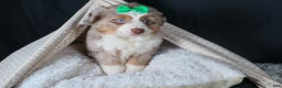 Miniature Australian Shepherd dogs for sale: SAMMY - Ad 15