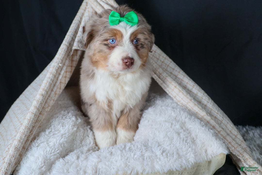 Miniature Australian Shepherd dogs for sale: SAMMY - Ad 15