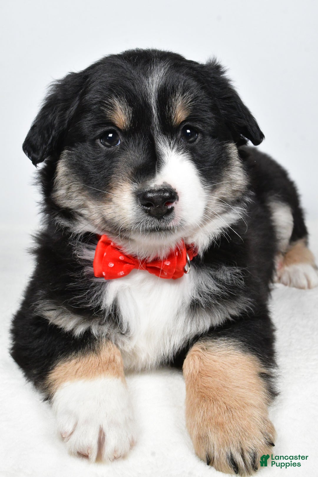 Miniature Australian Shepherd dogs for sale: Robby - Ad 9