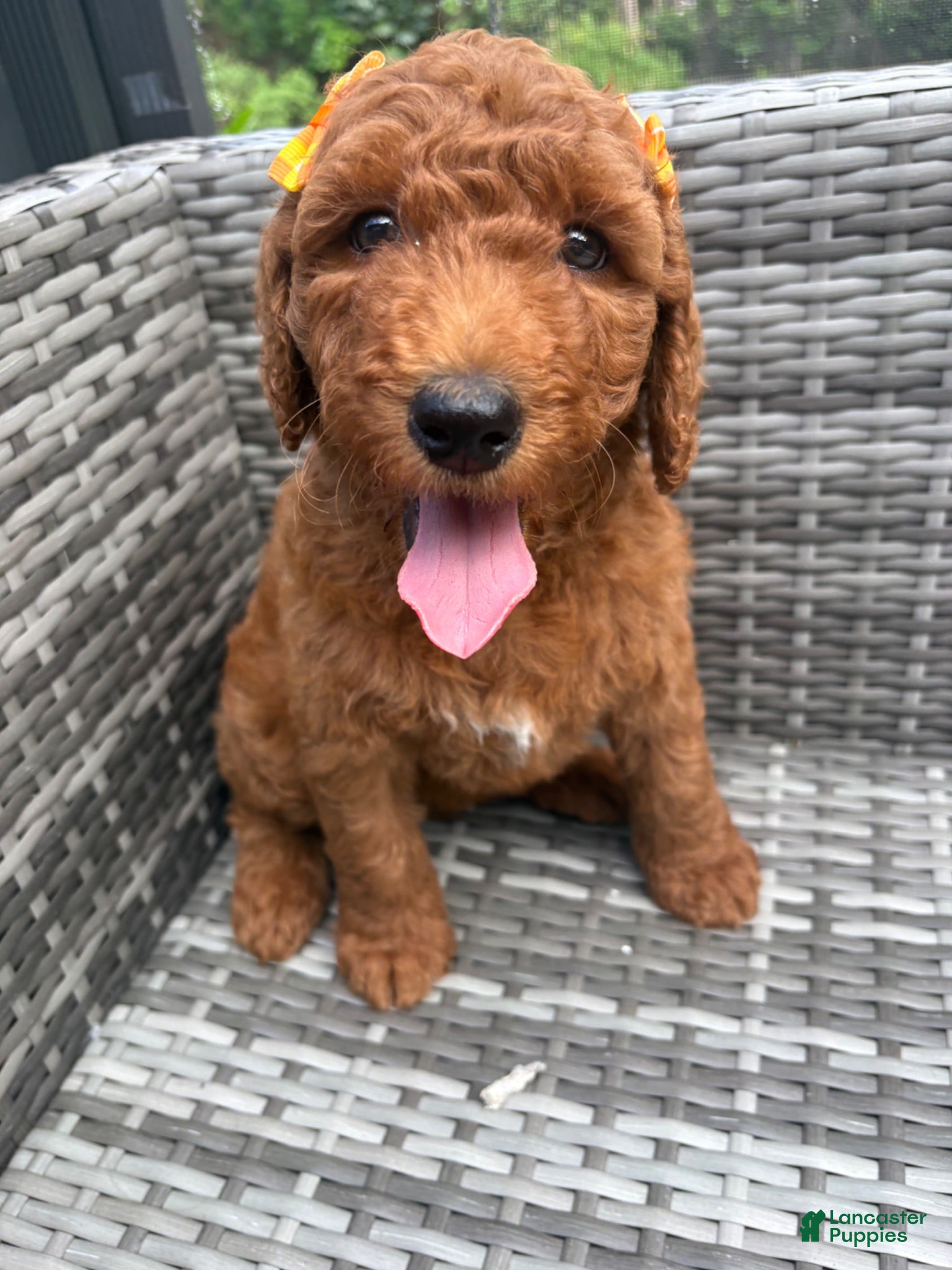 Mini Goldendoodle dogs Nala - Ad 20