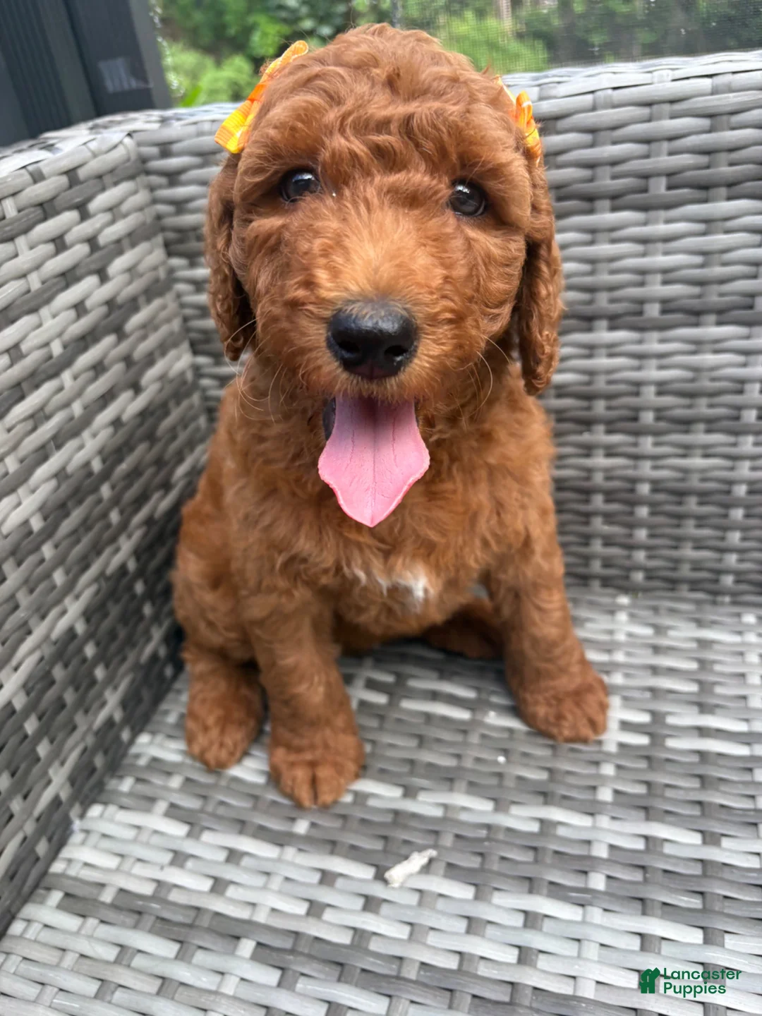 Mini Goldendoodle dogs for sale: Nala - Ad 1