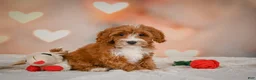 Cavapoo dogs for sale: Carter - Ad 8