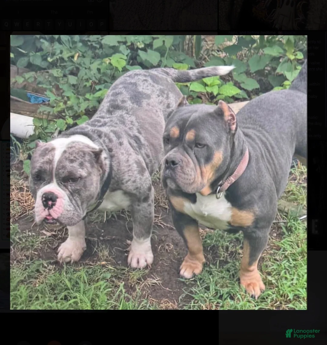 American Bully dogs for sale: Princess - Ad 3