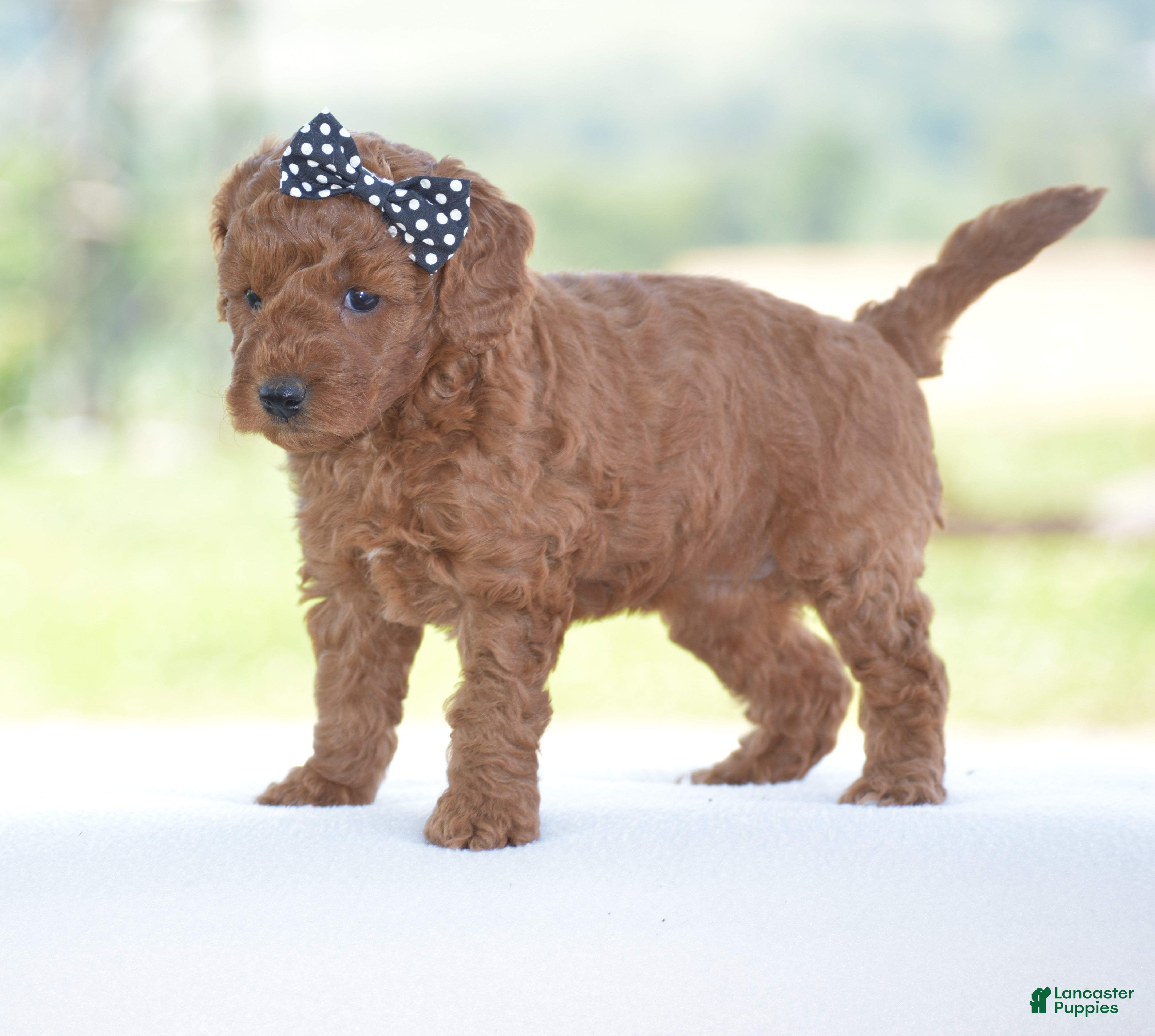 Miniature Poodle dogs Ruby - Ad 2