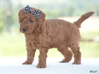Miniature Poodle dogs for sale: Ruby - Ad 2