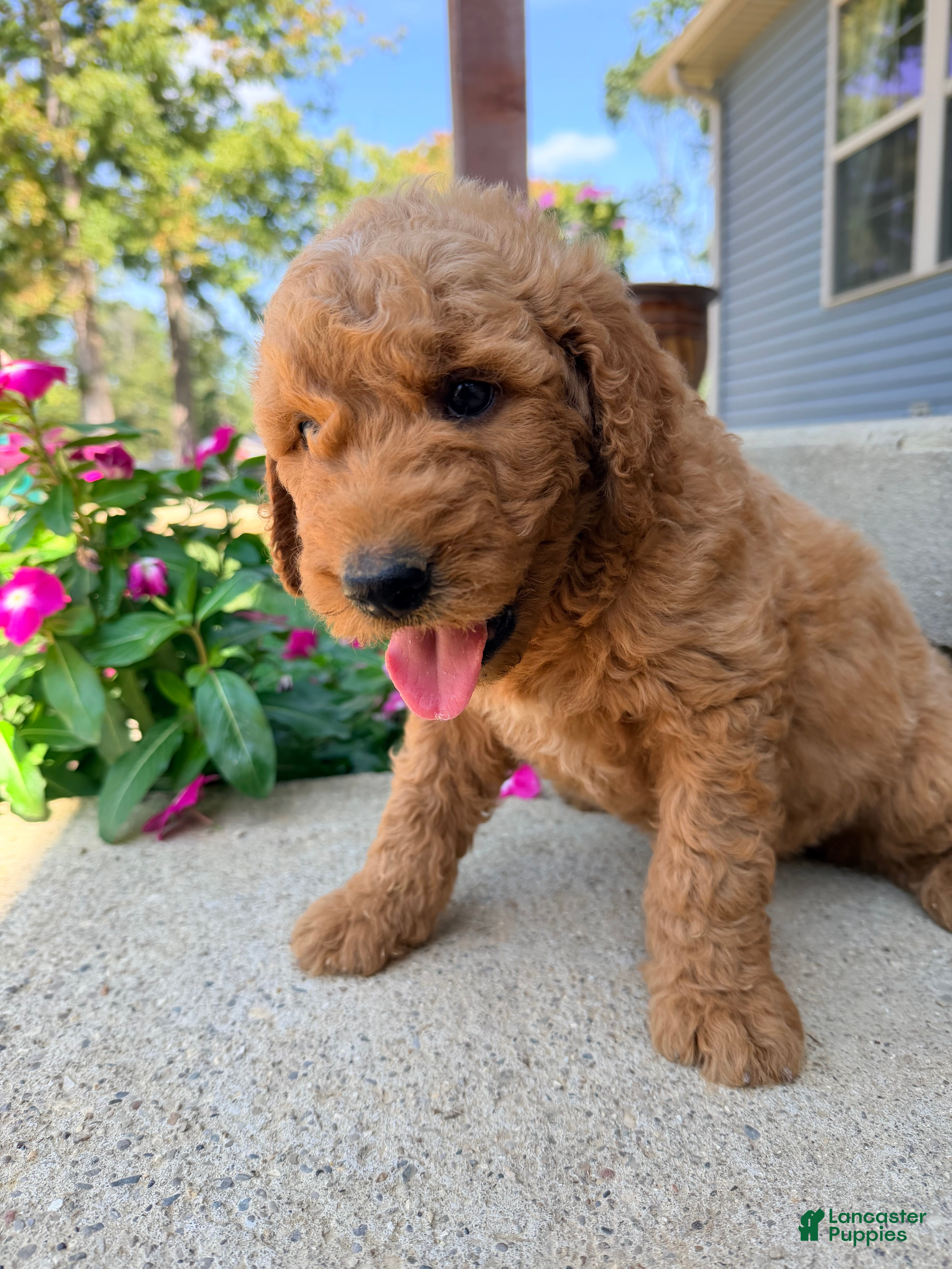 Mini Goldendoodle dogs Mini Goldendoodle 1 - Ad 2